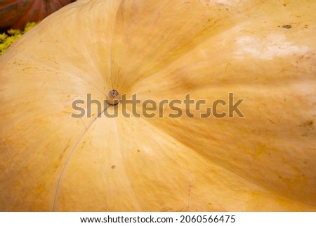 Autumn still life with a giant pumpkin on harvest festival