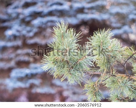 Green fir branches in winter at sunset. Branches of fir tree as background, closeup. Christmas background