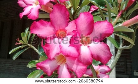 natural frangipani flower photos without editing