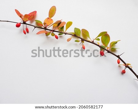 Barberry branch with autumn leaves and berries on a light background, copy space, selective focus. High quality photo