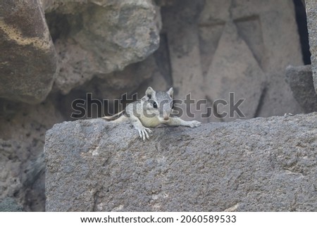 Closeup of palm squirrel on Stone wall