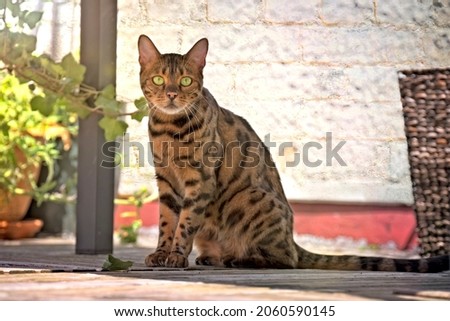 Bengal cat with green eyes sitting in the shadow and looking at camera.