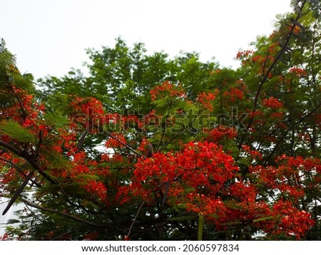 red flowers are blooming on a tree in a park with cloudy weather.