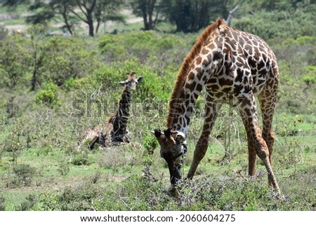 Giraffe in its natural habitat, Nakuru National Park, Kenya