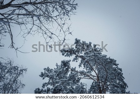 Large snowflakes falling from the sky. Winter in Lithuanian woodland. Branches of pine tree covered in snow. Selective focus on the plants, blurred background.