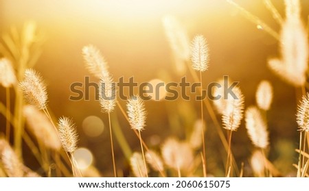 Beautiful widescreen summer picture of bright warm summer day in orange and light brown tones - fluffy grass inflorescences and soft bokeh.