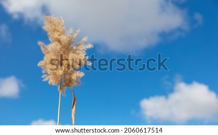 Reed on a background of blue sky. Winter