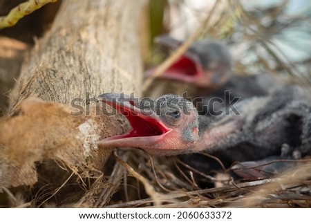 Baby crow is lying in the nest and hatching waiting for their mother for food. new born crow or corvus on crow nest top of the tree. Birds breeding at home, Baby bird on the hunt. Royalty-Free Stock Photo #2060633372