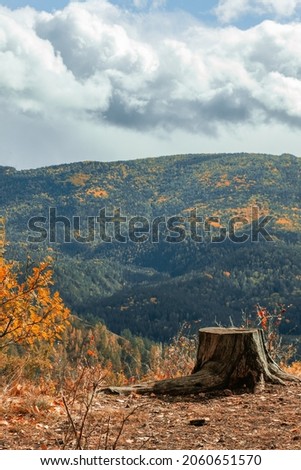 Tree stump on the background of the autumn forest