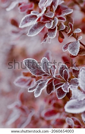 Frozen branches of red barberry. Barberry leaves covered with morning frost. Vertical crop.