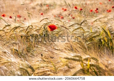 Red poppies in golden wheat field, beautiful summer landscape