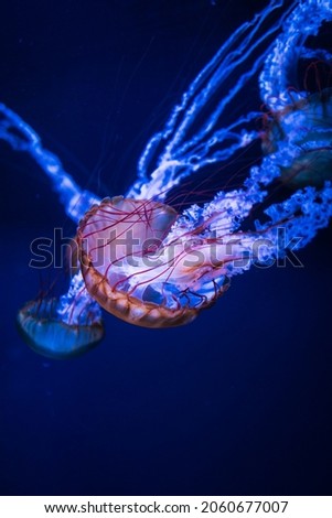 Jelly fishes at the aquarium, Oct. 2021 Royalty-Free Stock Photo #2060677007