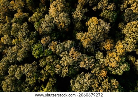 Top down view of autumn forest, fall woodland aerial shot. Top aerial view of colourful forest beautiful bright crowns of trees in the autumn season
