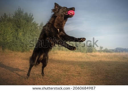 black dog with ball playing in river running through field posing in flower on sunset beneath river 