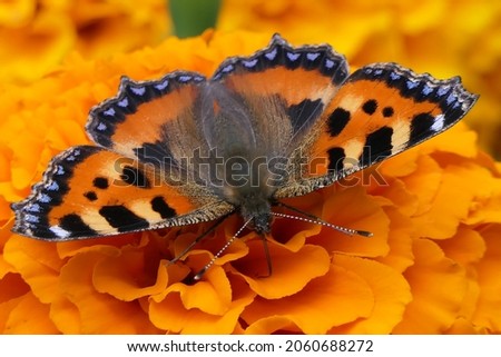 Tortoiseshell butterfly on Marigold flowers,selective focus,shallow depth of field,yellow orange flowers.