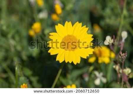 Anthemis tinctoria or crisantemo silvestre, cota tinctoria or golden marguerite, yellow chamomile flowers