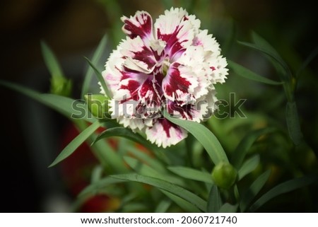  A small bush of a decorative carnation flower. Stock Photo