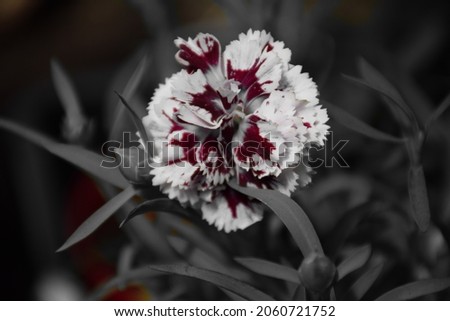  A small bush of a decorative carnation flower. Stock Image