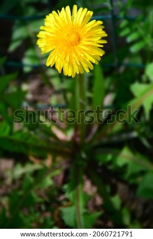 One yellow dandelion in green grass. Stock Photo
