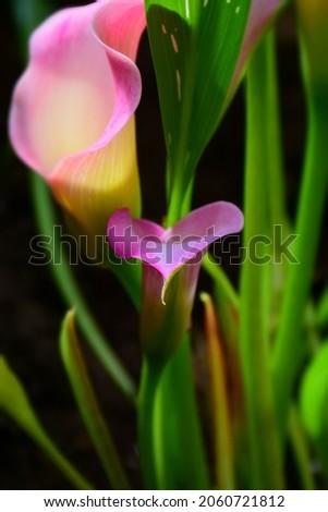 Light Purple Calla Lily in the Garden. Stock Photo
