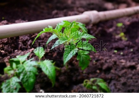 Young tomato plants with drip irrigation in the greenhouse. Stock Photo  
