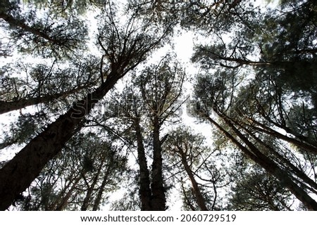 Pine trees are the dominant plants in many cool temperature and boreal forests. It showcases the mesmerizing nature around which has been preserved. Some parts are in focus.