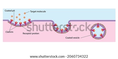 endocytosis: Cells that undergo receptormediated endocytosis have pits coated with the protein clathrin that initiate endocytosis when target molecules bind to receptor proteins. Royalty-Free Stock Photo #2060734322