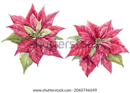 Beautiful floral christmas set with hand drawn watercolor winter red poinsettia flowers. Stock 2022 winter illustration.