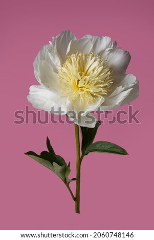 Elegant peony flower with white petals and yellow stamens isolated on pink background.