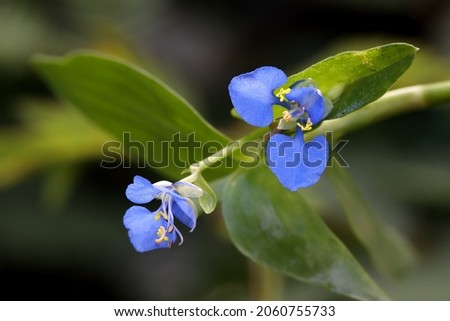 beautiful blue colour wild flowers stock photo.