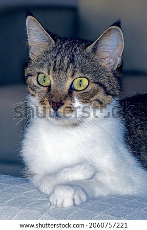 Portrait of a domestic cat.