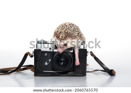 An African hedgehog on a white background climbed onto a film camera in a leather case and tries to take a photo