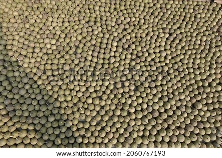 Ripe Wood Apple fruits (Limonia Acidissima) are lined up under the open sun for drying. Ripe Wood Apple fruit pattern background. Close Up views of wood apple fruits.