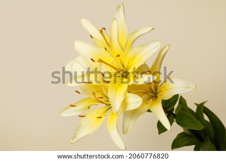 Yellow lily flower isolated on beige background.