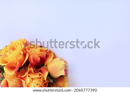 Yellow roses on a white background is a bright floral arrangement. Background for a greeting card.