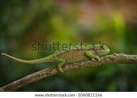 carpet chameleon, Furcifer lateralis, white-lined chameleon in forest habitat. Exotic beautiful endemic green reptile with long tail from Madagascar. Wildlife scene from nature.  Female of chameleon.