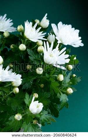 White chrysanthemums in a pot. Autumn flower at home. Bouquet of flowers. Close-up. chrysanthemum bush