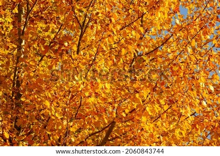 Background of a large number of autumn yellow leaves.