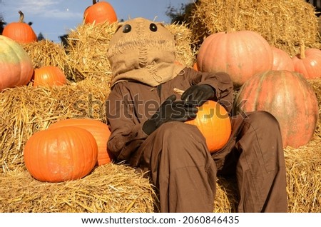 Beautiful pumpkins, funny stuffed animal on a haystack. Autumn Festival, October, Halloween. Festive decor. Scarecrow at a country party
