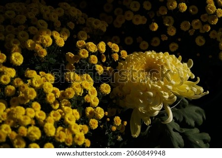 Yellow flowers of Chrysanthemum in full bloom
