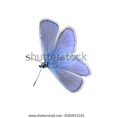Male common blue butterfly (Polyommatus icarus) isolated on whit Royalty-Free Stock Photo #2060851226