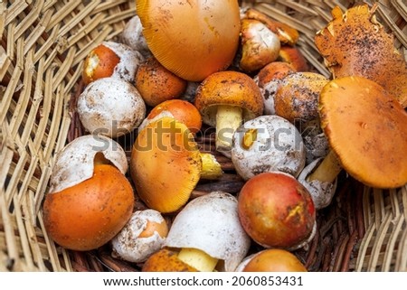 Caesar's mushroom in a wicker basket. Horizontal picture of collected edible amanita caesarea mushroom.