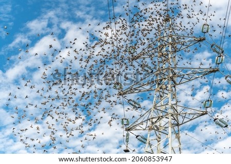Starlings on an electricity pylon. Thousands of starlings synchronize their flight in autumn. France