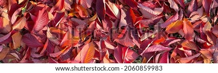 Autumn red leaves panorama banner. Fallen bright leaves on the ground. Autumn background with lots of colorful red leaves