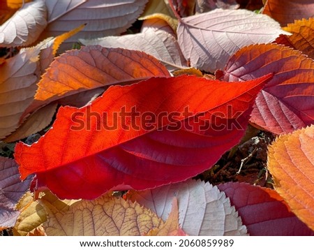 Bright red autumn leaf in backlight. Autumn background.