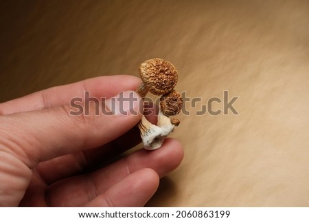 Psilocybin mushrooms in man's hand on brown background. Psychedelic magic Golden Teacher mushrooms. Hallucinogen trip. Psychotropic therapy.
