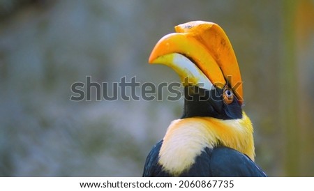 toucan yellow bird in nature
