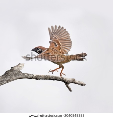 Sparrow landing on a tree branch