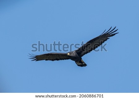 The majestic Zone-tailed Hawk soaring at eye level Royalty-Free Stock Photo #2060886701