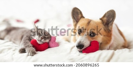 cute corgi dogs and striped cat lie together on the bed surrounded by red and pink hearts Royalty-Free Stock Photo #2060896265